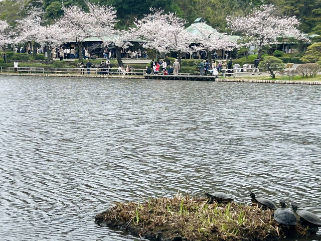 🌸Blooming season in Sankei Garden