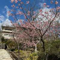 充滿櫻花模式🌸嘅強羅公園