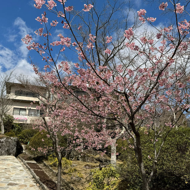 充滿櫻花模式🌸嘅強羅公園