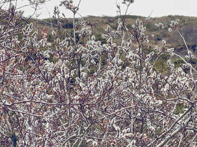 wild plum blossoms etched in the soul.