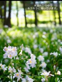 【茨城】森の中にキラキラと輝くシャガの群生 お花の楽園
