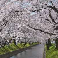 🎏Sakura Iwakura Festival🎏