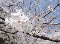 Maizuru Park จุดชมซากุระเมืองฟุกุโอกะ
