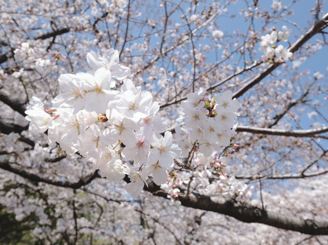 Maizuru Park จุดชมซากุระเมืองฟุกุโอกะ