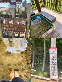 【栃木 那須塩原】約300mの桜並木が綺麗な🌸千本松牧場🌸