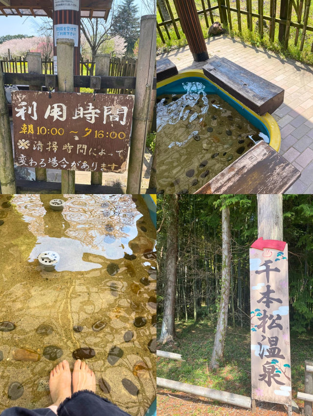【栃木 那須塩原】約300mの桜並木が綺麗な🌸千本松牧場🌸