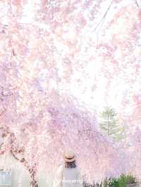 【福島】どこまで行ってもしだれ桜