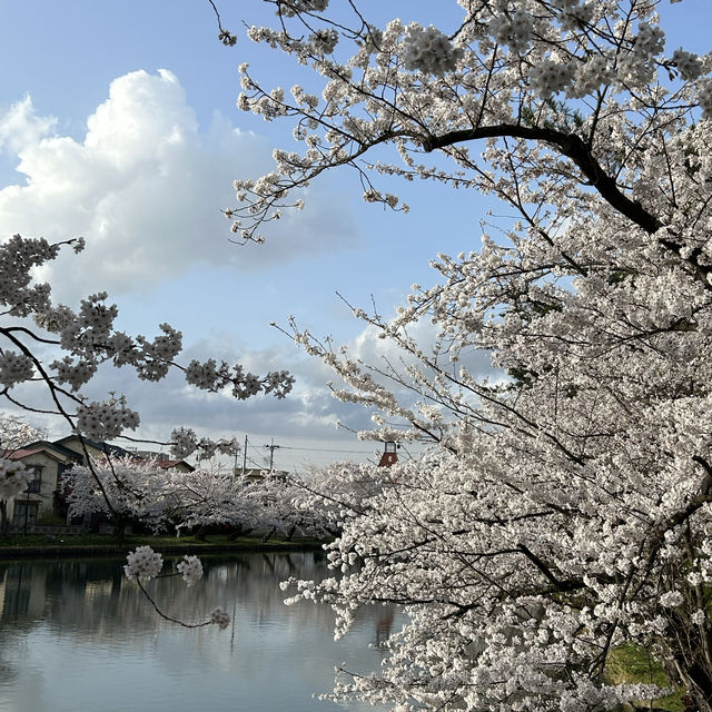 弘前公園のソメイヨシノ