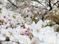幸手権現堂桜堤の桜