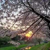 Sakura Sunsets in Seoul