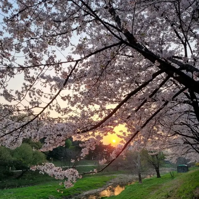 Sakura Sunsets in Seoul