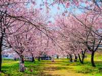 北淺羽櫻堤公園櫻花