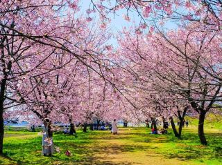 北浅羽桜堤公園の桜
