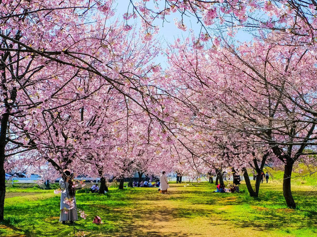 北淺羽櫻堤公園櫻花