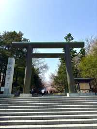札幌　札幌観光　やっぱり外せない北海道神宮の桜！