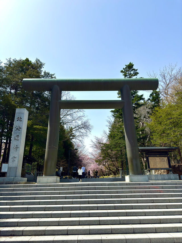 札幌　札幌観光　やっぱり外せない北海道神宮の桜！