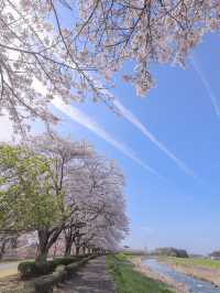 【栃木】 下野市 どこまでも続く桜並木