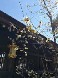 【京都観光】願い事がひとつ叶う｢ナデ牛｣のいる北野天満宮へ🌸