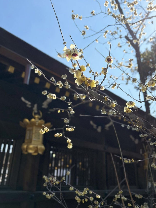【京都観光】願い事がひとつ叶う｢ナデ牛｣のいる北野天満宮へ🌸