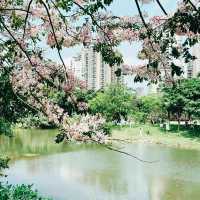 【東京景點】中央公園：櫻花絢麗奪目