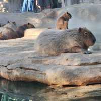 足立區生物園：多彩動物體驗