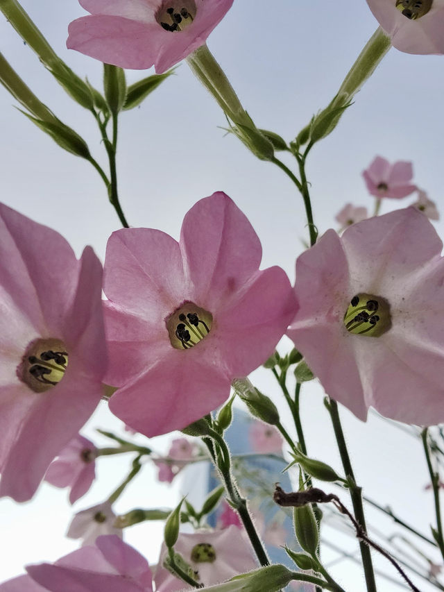 春暖花開，深圳花展攻略