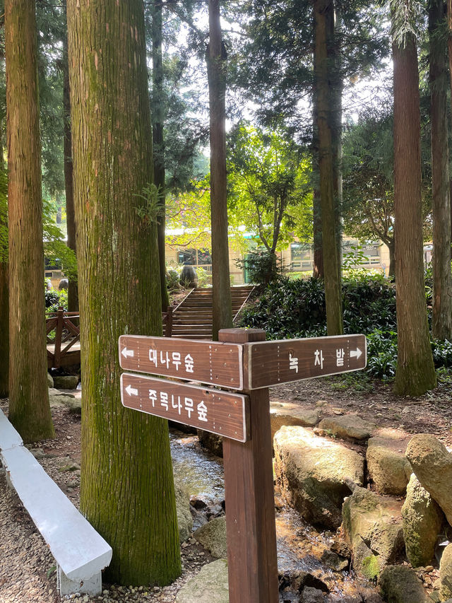 💚초록초록빛의 드넓은 녹차밭 대한다원보성녹차밭💚