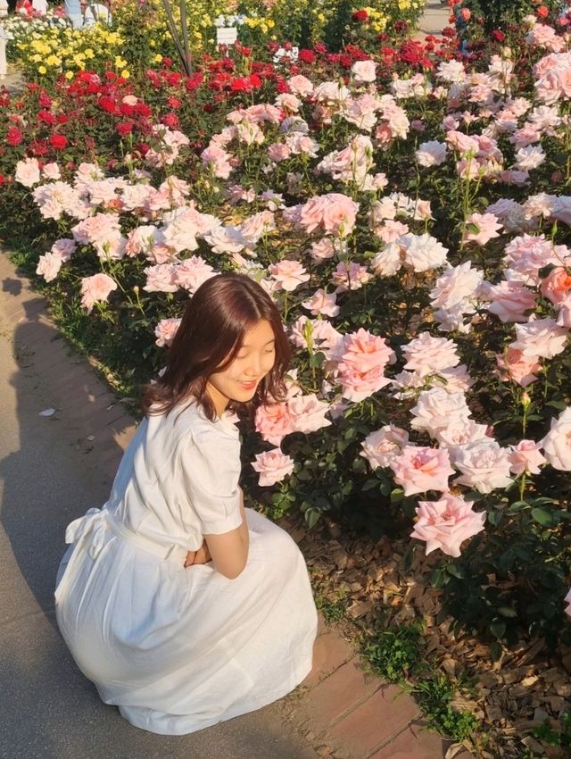 장미 18,500주?! 올림픽공원 장미광장 장미축제