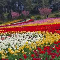 태안 세계튤립꽃박람회💐