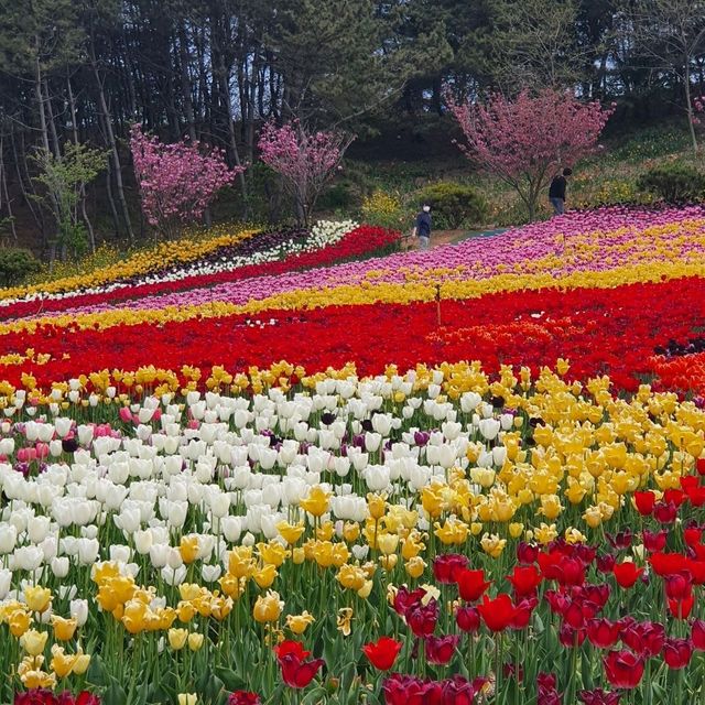 태안 세계튤립꽃박람회💐