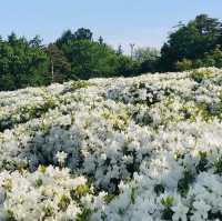 寒河江公園兩大賞花點