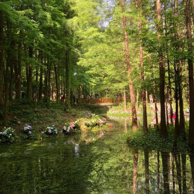 草加公園：春天好去處