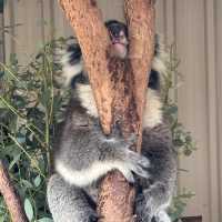 Caversham Wildlife Park