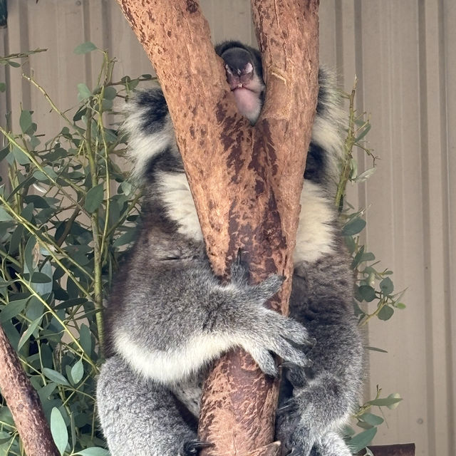 Caversham Wildlife Park