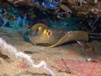 เรียนดำน้ำลึกกับ Koh Tao Scuba Club