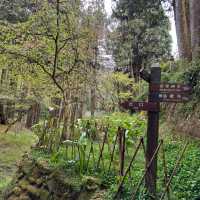 Alishan National Park 
