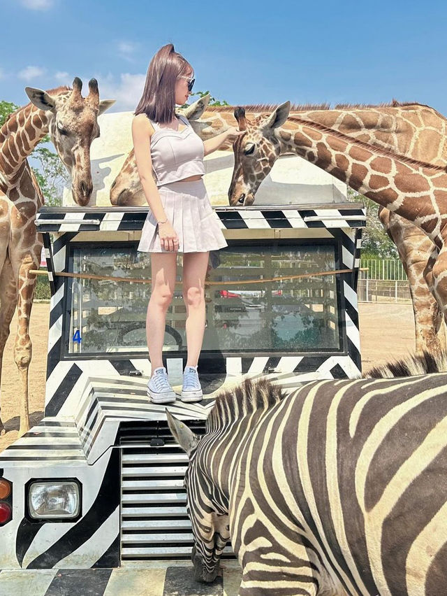 北碧府動物園！長頸鹿合照太值得
