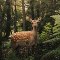 เที่ยวเมืองเก่าสุดชิค เดินเล่นกับน้องกวาง🦌