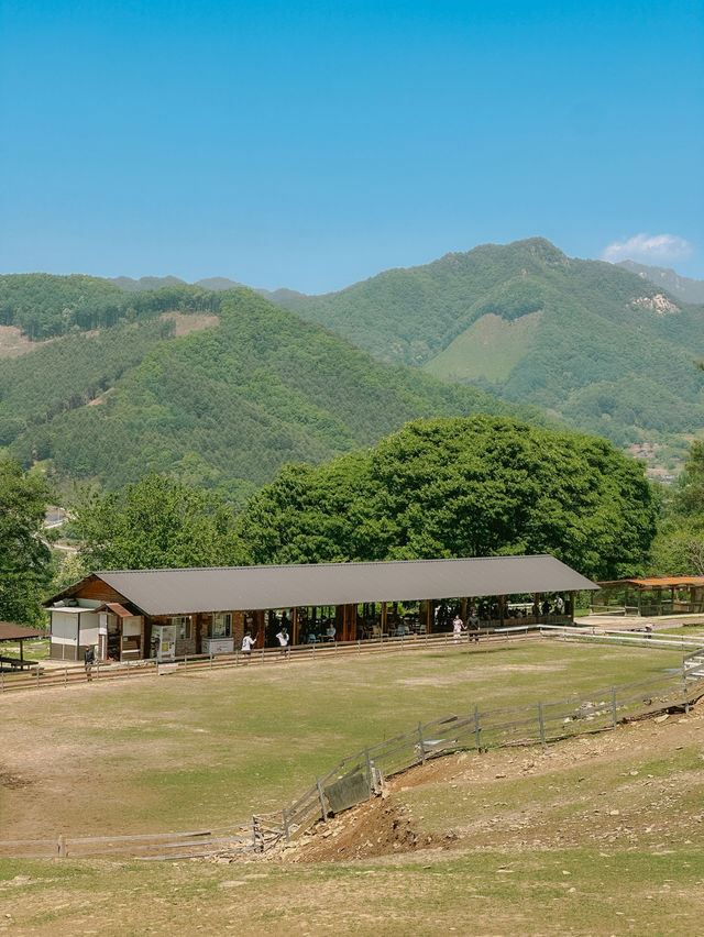 춘천 힐링명소 해피 초원 목장