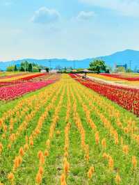 韓国でカラフルなお花と青空を楽しもう！🌸🇰🇷
