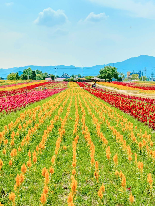 韓国でカラフルなお花と青空を楽しもう！🌸🇰🇷