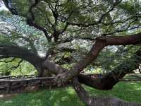 Testament of Nature’s Beauty: Monkey Pod Tree, Kanchanaburi 🇹🇭