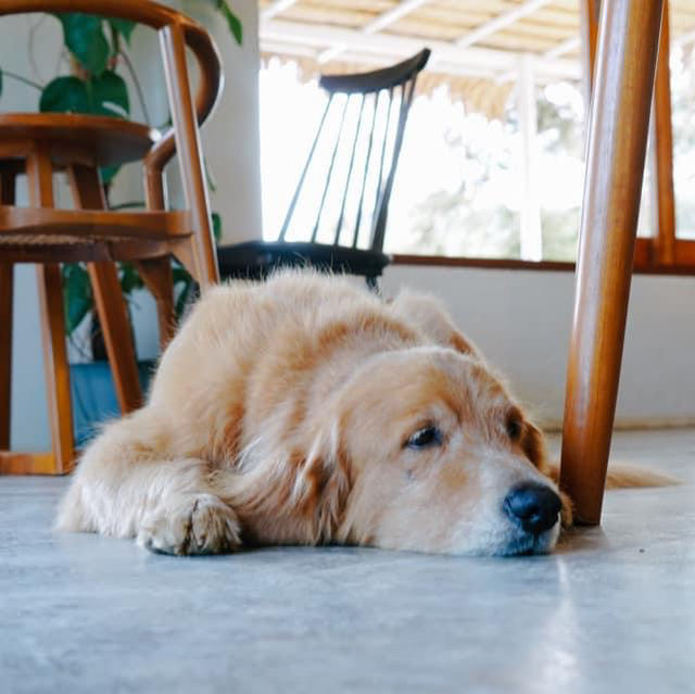 คาเฟ่ #Petfriendly ริมอ่างเก็บน้ำเขาจุก จ.ระยอง