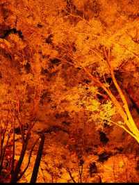 感動の紅葉が見れる🥺🍁香嵐渓🍁🥺