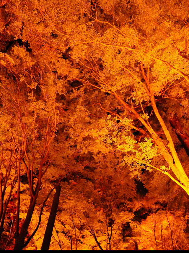 感動の紅葉が見れる🥺🍁香嵐渓🍁🥺