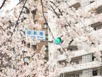 都電荒川線 - 櫻花下東京散策