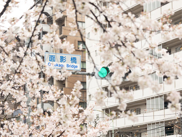都電荒川線 - 櫻花下東京散策