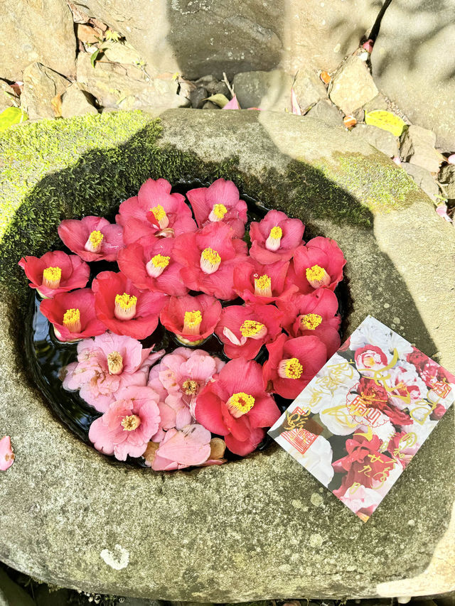 〜京都府〜女性のパワスポ椿が美しいお寺