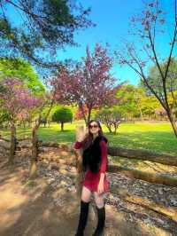 Escape to Nami Island: A Seoul Day Trip 🌳🍁🇰🇷