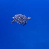 ハートアイランドで🐢🤿シュノーケリング